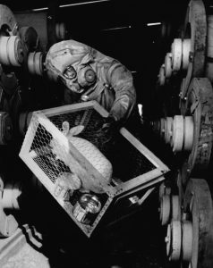 Rabbits served as leak detectors in sarin gas plants, 1970.