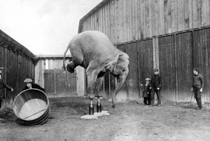 An circus elephant balancing on its front legs, 1920s.