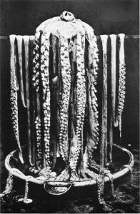 First-ever photo of a giant squid taken in a bathtub, Logy Bay, 1873.